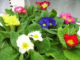 PRIMULA DANOVA MISCUGLIO NR.1000 SEMI